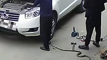 男子维修车辆时，车底钻出条1米长蛇两个男子都被吓了一跳！