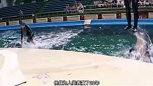 表演20年的海豚即将退休，放生时令人红了眼眶！