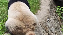 这才是中国熊猫应该会的蹲坑