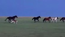 牛犊认错母亲跟马群狂奔，网友：这头小牛有前途！