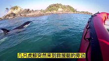 虎鲸妈妈被困，小虎鲸非常有灵性求助人类，看完已泪目……