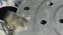 鼠到临头！