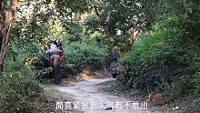 印度小伙骑着大象过马路