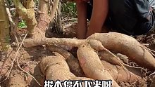 《探索兄弟》海岛生活；今天小家食物了，我挖出一个巨大的木薯