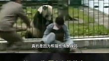 性情最暴躁的大熊猫，短短十年咬伤4人，真的是大熊猫的错吗