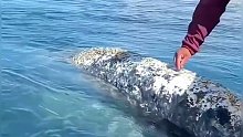 鲸鱼妈妈寻求人类帮助，清理身上的滕壶