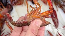 清水小龙虾上市啦正确做小龙虾的方法