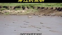 斑马们穿过鳄鱼群动物搞笑配音动物解说