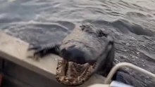 国外网友坐船时一只鳄鱼爬了上来