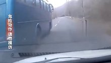 大巴超车，视频车坚决不让，结果