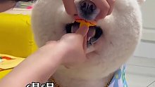 主人给狗子戴假牙，网友：怎么那么像一个人啊
