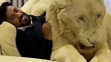 迪拜土豪从小就喜欢看狮子王，长大后终于如愿以偿养了一只大辛巴