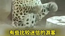 游客拜金钱豹想旺财，没想到拜着拜着金钱豹也学会了回拜。豹子：做不到，做不到，我给您拜回去