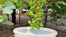 葡萄无核处理，一般用赤霉素，效果不理想的话可以搭配链霉素一起使用，植物激素目前无证据证明对人体有害