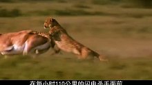 猎豹捕食羚羊，反被羚角刺穿腹部，场面过于x腥~