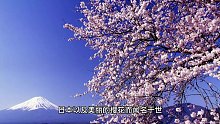 科普：樱花不是日本国花，日本没有国花