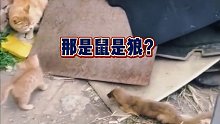 猫咪我在等CD，你在等什么搞笑配音