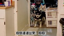 二哈：你为什么最后才叫我