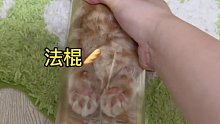 烦死了米努特矮脚猫猫咪的迷惑行为小奶猫的成长日记家