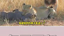雌狮捕猎，雄狮竟然在一旁傻站着搞笑配音