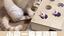 猫：现在的老鼠都这么聪明了