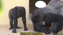 猩猩爸爸这是我进化的第一步搞笑配音搞笑动物配音猩猩