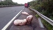 “车毁猪亡”！大货车司机疲劳驾驶，撞上应急车道内运猪车