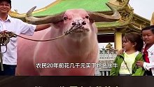 农民3400买下粉色水牛，20年后价格暴涨28万，它究竟有何特殊之处？ (3)