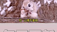 一只有心事的小飞鼠搞笑配音