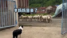 羊妈妈们吃草回来，小羊们挤在门口等妈妈。网友：这是羊羊幼儿园吗？