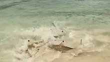 一群鲨鱼捕杀黄貂鱼