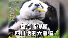大熊猫不愧是国宝，居然能听得懂四川话
