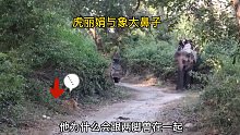 当老虎碰到大象！只能忍气吞声！