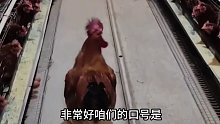 公鸡给母鸡激励情绪动物搞笑配音神奇的动物在