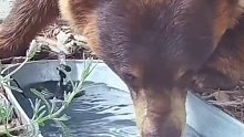 国外网友给动物们弄了个水池，简直太欢乐了