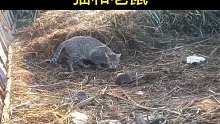 猫和老鼠搞笑配音动物解说