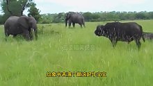 野牛：跟谁俩呢，大象你多啥啊，照样顶你！