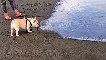 狗：这大海的味道，也不好闻呀