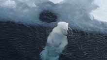 严冬过后，北极熊就出来撒欢了。就算是冰面上一个小窟窿，都能玩得不亦乐乎