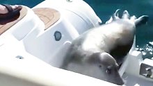 海豹被虎鲸追捕时，跳上人类船只躲避。海豹：我这辈子从未离它们这么近过