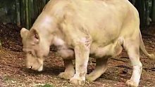 国外食物充足下母狮 目测300kg左右 过于肥胖会导致三高