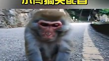 这猴子的脾气，有点不好啊