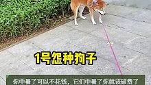 网友：一模一样的犟种为什么要养两只