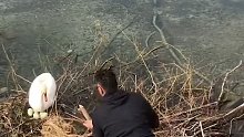 第一次做父母的天鹅夫妇把卵产在岸边，遇到涨潮眼看卵要被淹没，小哥和同伴决定帮助它们加固巢穴