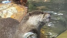 小水獭也太可爱了吧