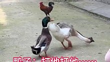 鸭子挑拨大鹅去和公鸡打架，动物世界里也有三国演义……
