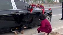 新娘出嫁小狗拦婚车，最后趴新娘妈妈肩上离开，目击者：狗狗被抱起时眼里全是泪。