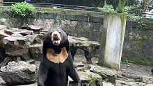 用香蕉逗马来熊 过程太欢乐，我不投喂 就是逗你玩。熊被急出“人模人样”
