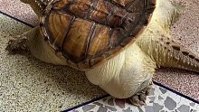 网友晒出自家肥龟，“它怎么光长肉，不长壳”