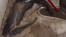暴雨天污水倒灌，鱼从厕所下水道游进来了，网友：就问你敢不敢吃